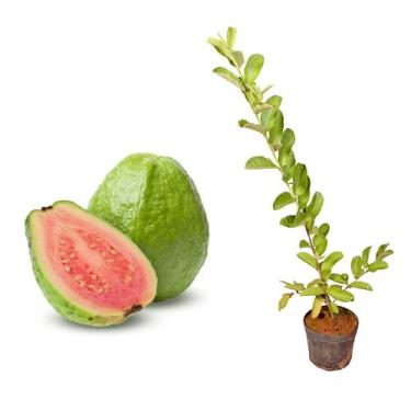 Imagem de Muda de Goiaba Vermelha 50 a 80cm AMK - Plantas Online - AMK Jardinage