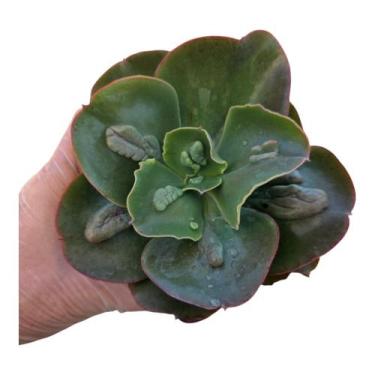 Imagem de Planta Suculenta Gibiflora Papageno - generico