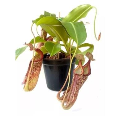 Imagem de Carnívora Nepenthes máxima adulta - Green house 