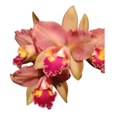Imagem de 1  Muda De Orquidea Nobiles Thathá Identificada Top - docel@r
