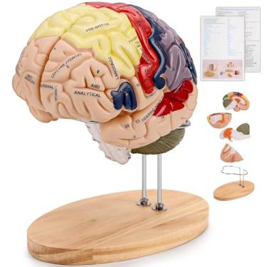 Imagem de Modelo de Cérebro Anatomia, Modelo Anatômico de 4 Partes, 2 x Tamanho Natural