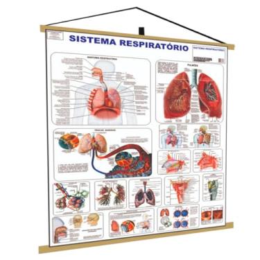 Imagem de sistema Respiratório Banner Poster Mapa Corpo Humano Anatomia Medicina