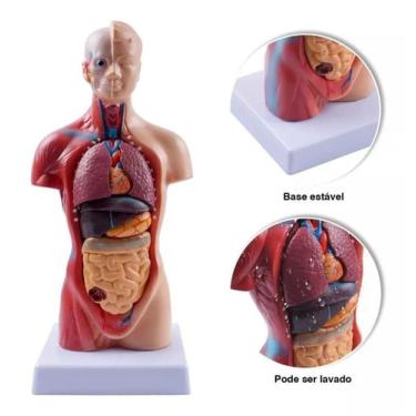 Imagem de Modelo Corporal para aprendizagem anatomia humana - Tronco - 5AC110107