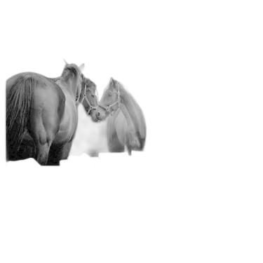 Imagem de Papel De Parede Animais Casal Cavalos Fazenda 3,5M Anm345