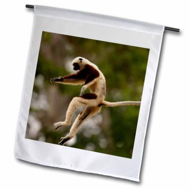 Imagem de 3dRose fl_74459_1 Coquetries Sifaka, Ankarafantsika Strict, Madagascar-AF24 POX0216-Pete Oxford Bandeira de jardim, 30,5 x 45,7 cm