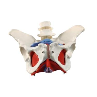 Imagem de Kokiya Modelo de pelve feminina Modelo de esqueleto feminino Treinamento pélvico Treinamento lombar Apoio à parteira em obstetrícia ensino de ensino de