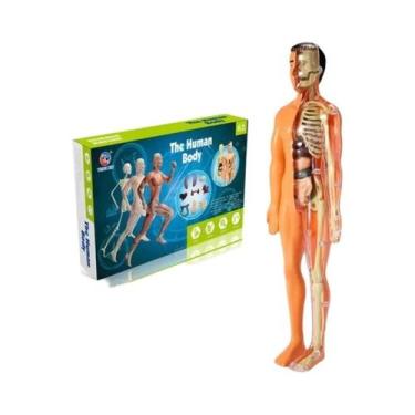 Imagem de Crianças DIY 3D Corpo Humano Torso Modelo Anatomia Esqueleto Montagem 