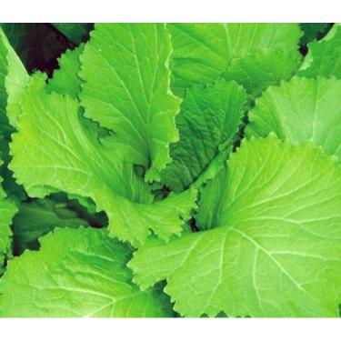 Imagem de Semente Hortaliça/Verdura/Especiaria monte seu kit personalizado - Alp