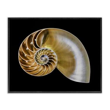 Imagem de Stupell Industries Concha de nautilus caramelo em preto preto emoldurado, arte giclée, design de Mary Lou Johnson, 14 x 11