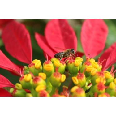 Imagem de 100 Sementes De Flor De Páscoa - Agrotecwb
