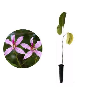 Imagem de Muda de Pata De Vaca Roxa 20 a 40cm AMK - Plantas Online - AMK Jardina