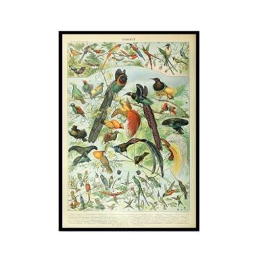 Imagem de Pôster vintage com estampa de pássaros franceses ornitologia, presentes para pássaros, educação, arte de parede, pintura em tela, sala de estar, decoração de casa (SKU3,20,3 x 30,5 cm = (20 x 30 cm