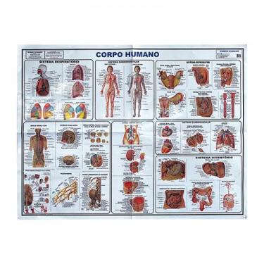 Imagem de Mapa do corpo humano - mini - Glomapas, 3