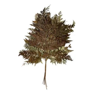Imagem de Buque Avenca Avencão Natural Pequena Samambaia Desidratada - FLORA FUL