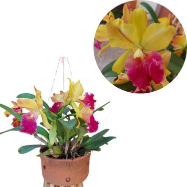 Imagem de Orquidea Cattleya Entouceirada Florida Mista Vaso de Barro - Orquiflor