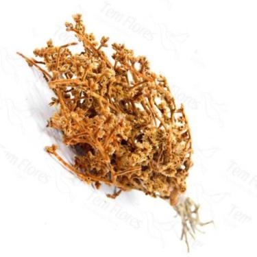 Imagem de Dedo De Anjo Flor Desidratada Buque Flores Secas - Pense Flores, Laran