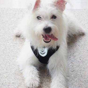 Imagem de Peitoral para cães de estimação, colete de algodão e poliéster, ajustável, para viagem, peitoral refletivo (preto, P)