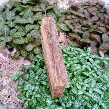 Imagem de Toco de Sansão do Campo - Ideal para Orquídeas e Mudas - Orquidário