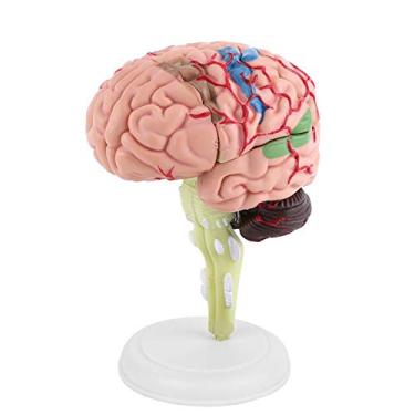 Imagem de Modelo de cérebro, modelo anatômico desmontado, modelo de cérebro humano, exibição de estudo em sala de aula, modelo médico, ferramenta de ensino
