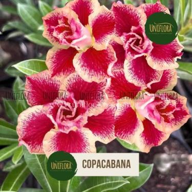 Imagem de Planta Rosa do Deserto LISTRADA COPACABA - UNIFLORA