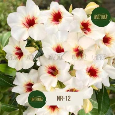 Imagem de Rosa do deserto SINGELA BRANCA BUQUE NR12 - UNIFLORA