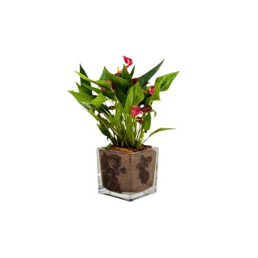 Imagem de Mini Antúrio Vermelho - Kit Alegria