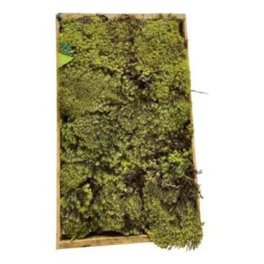 Imagem de Caixa De Musgo Vivo Verde Terrário Kokedamas Fofão Terrariun - FLORA F