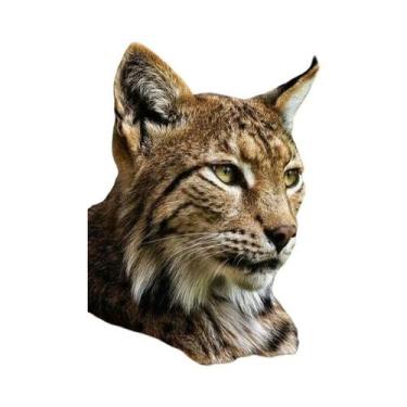 Imagem de Pintura Em Tela Sem Moldura Com Tema De Animal Lince Para Decoração De