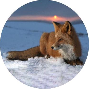 Imagem de Capa de Estepe Pneu Especial para Crossfox Fox Raposa 10 CN883 - Lorbe