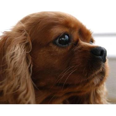 Imagem de VNUIEHG Kits de pintura por números Cavalier King Charles Spaniel kits de pintura por números pintura a óleo tela para decoração de casa presente 40 x 50 cm sem moldura