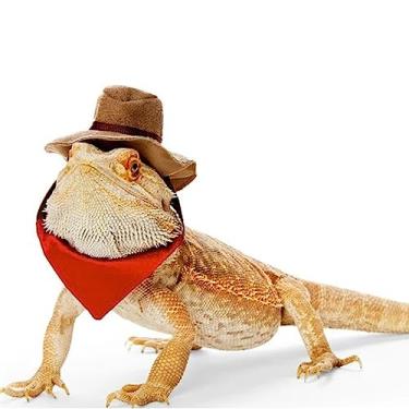 Imagem de SEIS 2 peças chapéu de cowboy de dragão barbudo e bandana Halloween lagarto fantasia de réptil boné legal animal pequeno hamster traje cosplay escultura (cowboy)