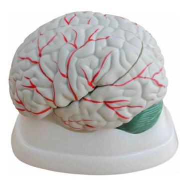 Imagem de Modelo Disseccao Do Cerebro Humano ( 3 Peças ) Pintado - Rplabor