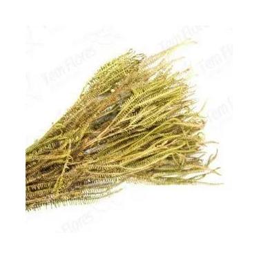 Imagem de Samambaia Tres Andares Vermelho Flor Buque Flores Secas - Pense Flores