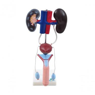 Imagem de Sistema Urinário Masculino em 9 Partes Anatomia