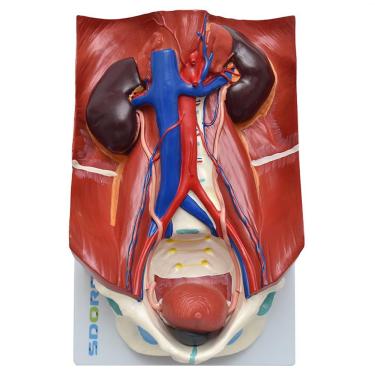 Imagem de Sistema Urinário Clássico em 4 Partes Anatomia