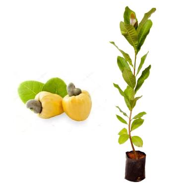 Imagem de Muda de caju anão amarelo 20 a 40 cm AMK – planta frutífera produtiva para pomares e vasos, ideal para cultivo em casa, adapta-se bem a diferentes climas