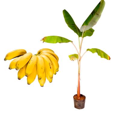 Imagem de AMK Jardinagem e Paisagismo, Muda de Banana Maca 20 a 40cm AMK - Plantas Online