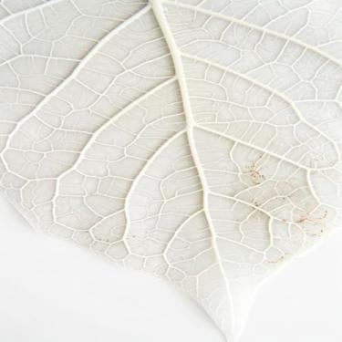 Imagem de Quadro Decorativo com Estampa de Folha de Planta e Padrão Mosaico para Decoração de Parede 40x40cm