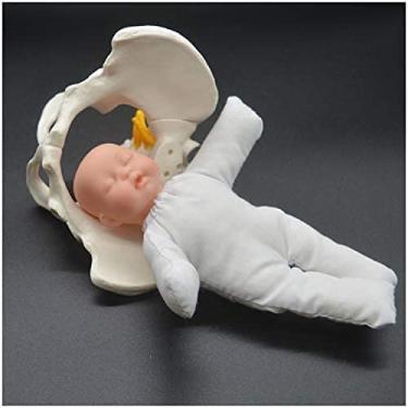 Imagem de Modelo de parto de pelve feminina, conjunto de modelos 3D de educação para parto pequeno, ferramentas anatômicas de nascimento de bebê para exibição de estudo, ensino de medicina para estuda