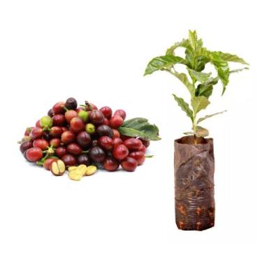 Imagem de Kit 5 Mudas de Cafe Arabica 20 a 40cm AMK - Plantas Online - AMK Jardi