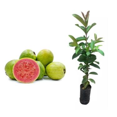 Imagem de Muda de Goiaba Paluma 20 a 40cm AMK - Plantas Online - AMK Jardinagem 