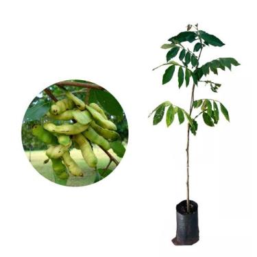 Imagem de Muda de Inga de Metro 20 a 40cm AMK - Plantas Online - AMK Jardinagem 