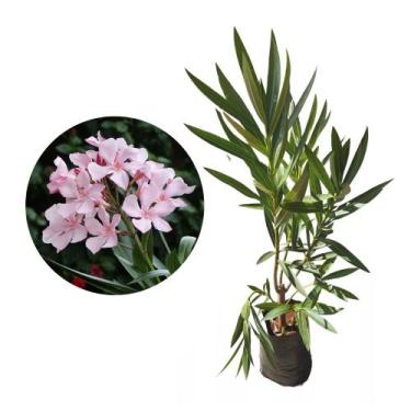 Imagem de Muda de Espirradeira 20 a 40cm AMK - Plantas Online - AMK Jardinagem e