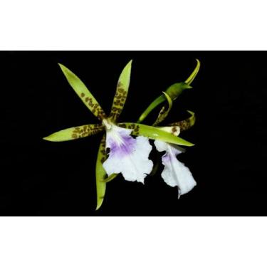 Imagem de Orquídea Aspasia lunata - Cooperorchids