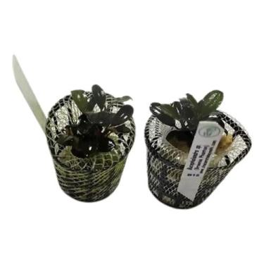 Imagem de Planta Bucephalandra Sp. Brownie Phanton- Chácara Takeyoshi