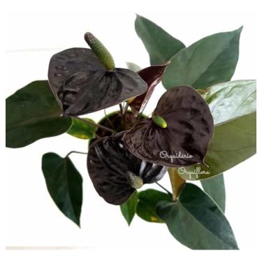 Imagem de Mini Antúrio Negro Planta Natural Adulta Com Vaso