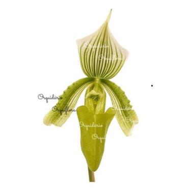 Imagem de Orquídea Sapatinho Paphiopedilum Maudiae Green Planta Adult