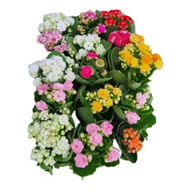 Imagem de Muda C/15 Kalanchoe Calandiva Suculenta C/vasinho Presente