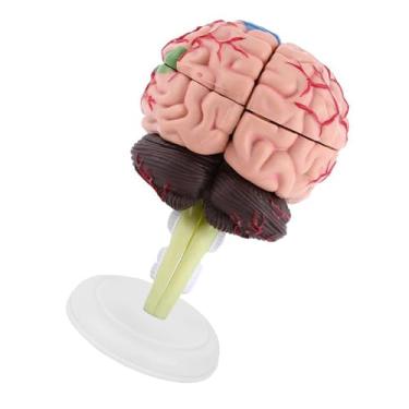 Imagem de Modelo Anatômico de Cérebro Humano, Ferramenta de Ensino de Medicina, Brinquedo Colorido, Base de Exibição de Plástico de, Estudo de Neurologia