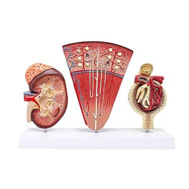 Imagem de LUCKFY Modelo renal de anatomia humana nefron glomerular sistema urinário modelo anatômico para exibição de ensino escolar ornamento de laboratório